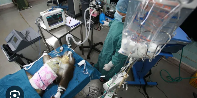 la-transplantation-de-tete-bientot-realisable