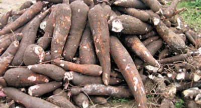 on-ne-doit-pas-consommer-le-manioc-cru