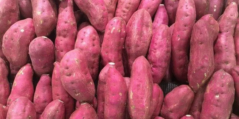 astuces-sante-zoom-sur-les-bienfaits-de-la-patate-douce-partie-1