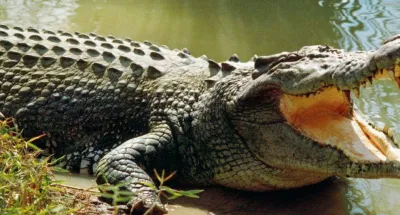 drame-un-footballeur-tue-par-un-crocodile