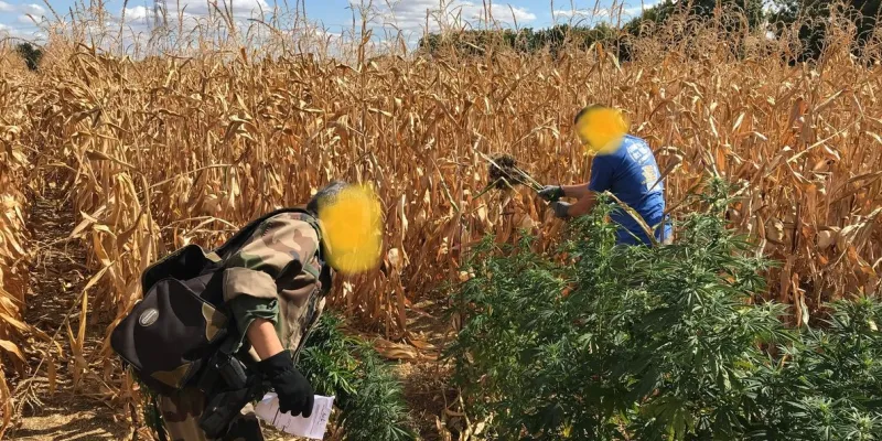 trafic-de-drogue-de-mante-lement-d-un-vaste-re-seau-de-producteurs-de-cannabis-a-bongouanou