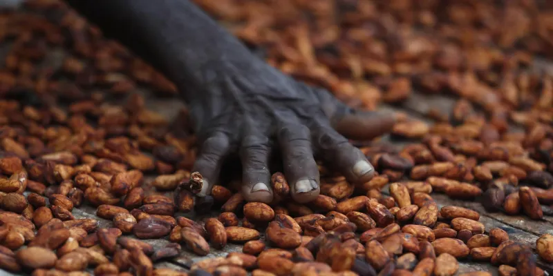 campagne-2023-2024-letat-fixe-a-1000f-le-kilogramme-de-cacao-et-a-900f-pour-le-cafe