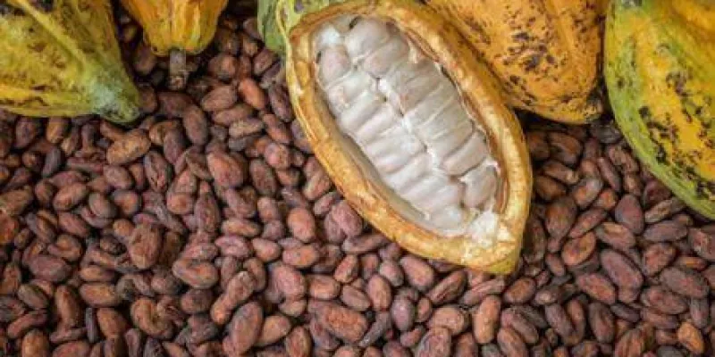 composant-du-chocolat-la-cote-divoire-fournit-plus-de-45-des-feves-de-cacao-dans-le-monde