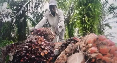 palmier-a-huile-la-filiere-genere-plus-de-50-milliards-par-an