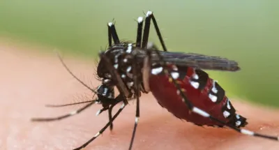 burkina-faso-plusieurs-morts-causees-par-la-dengue