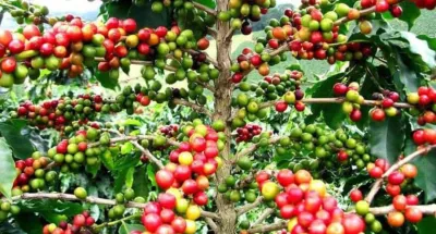 filiere-cafe-une-nouvelle-organisation-interafricaine-voit-le-jour