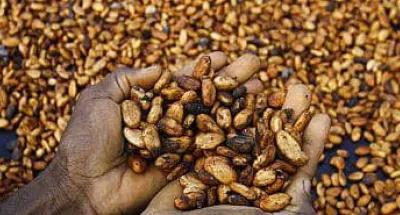 cote-divoire-les-deboires-de-la-filiere-cacao-inquietent-au-plus-haut-niveau