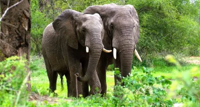 preservation-de-lespece-faunique-le-gouvernement-renforce-la-protection-des-elephants-menaces-dextinction