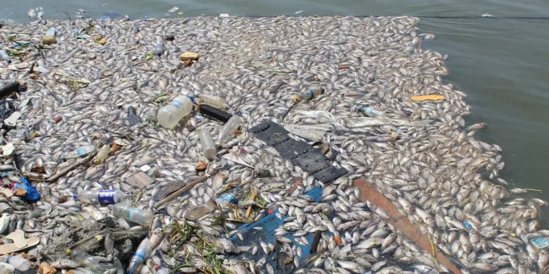 baie-lagunaire-de-bietry-le-grand-mystere-autour-des-poissons-morts