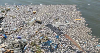 baie-lagunaire-de-bietry-le-grand-mystere-autour-des-poissons-morts
