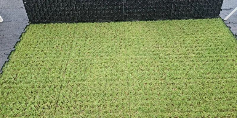 fin-du-meeting-du-rhdp-lons-remet-la-pelouse-du-stade-olympique-alassane-ouattara-debimpe-en-letat