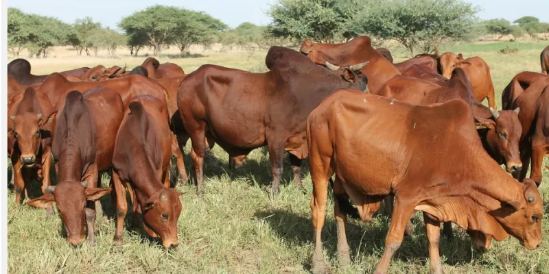 mauritanie-lindustrie-laitiere