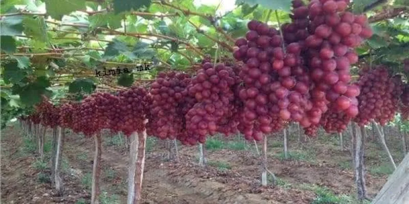 cote-divoire-quand-le-raisin-se-fraye-un-chemin-dans-le-pays-du-cacao