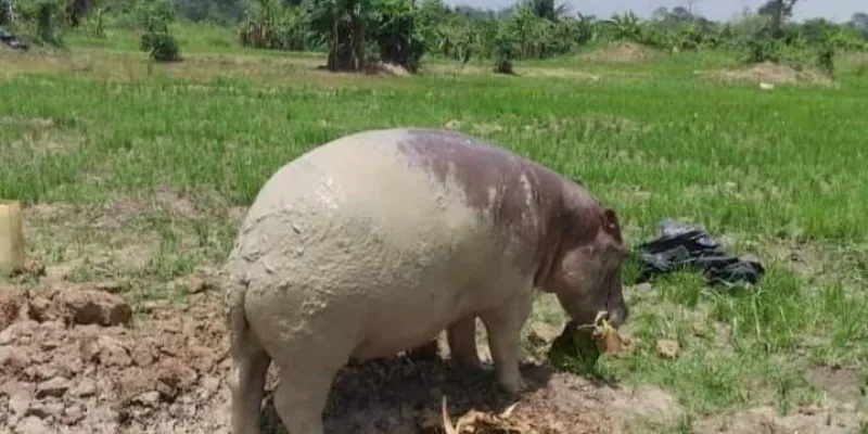 nzianouan-un-hippopotame-tombe-dans-un-puits-sauve-par-les-agents-des-eaux-et-forets