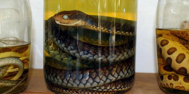 asie-la-curieuse-liqueur-de-serpent-ses-vertus