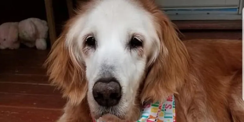 espagne-le-plus-vieux-chien-du-monde-a-fete-son-anniversaire